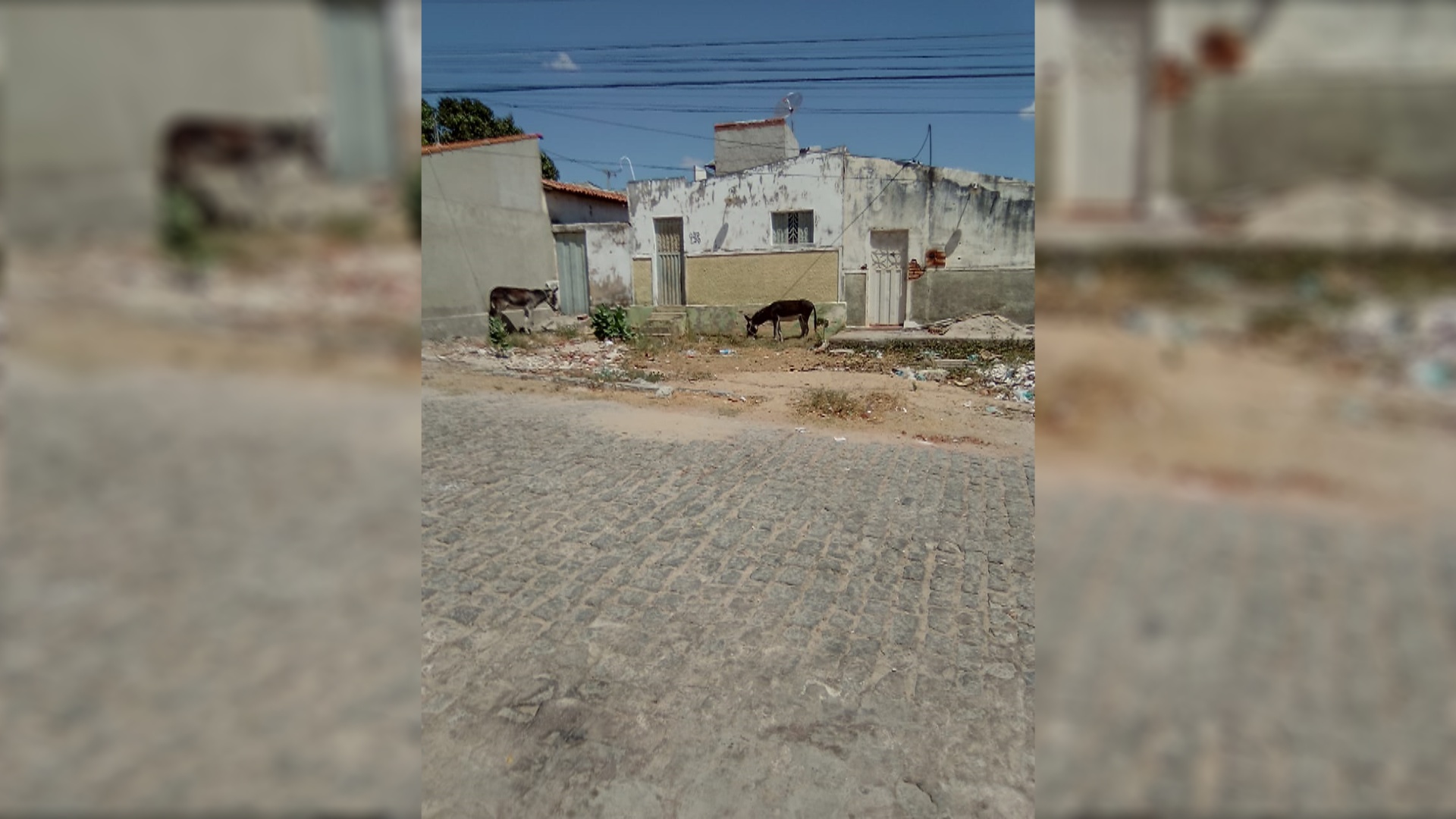 Moradora do bairro Bivar Olinto reclama de animais soltos na via pública