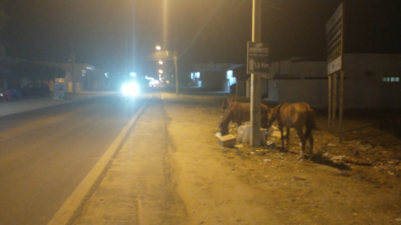 Próximo a UPA: Internauta flagra animais às margens da BR-361 na noite deste sábado (13), em Patos