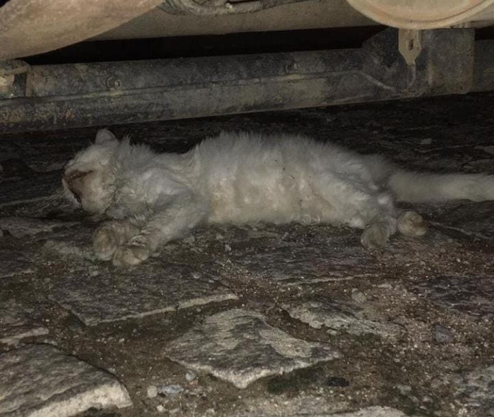 Moradora denuncia matança de gatos na cidade de Várzea-PB
