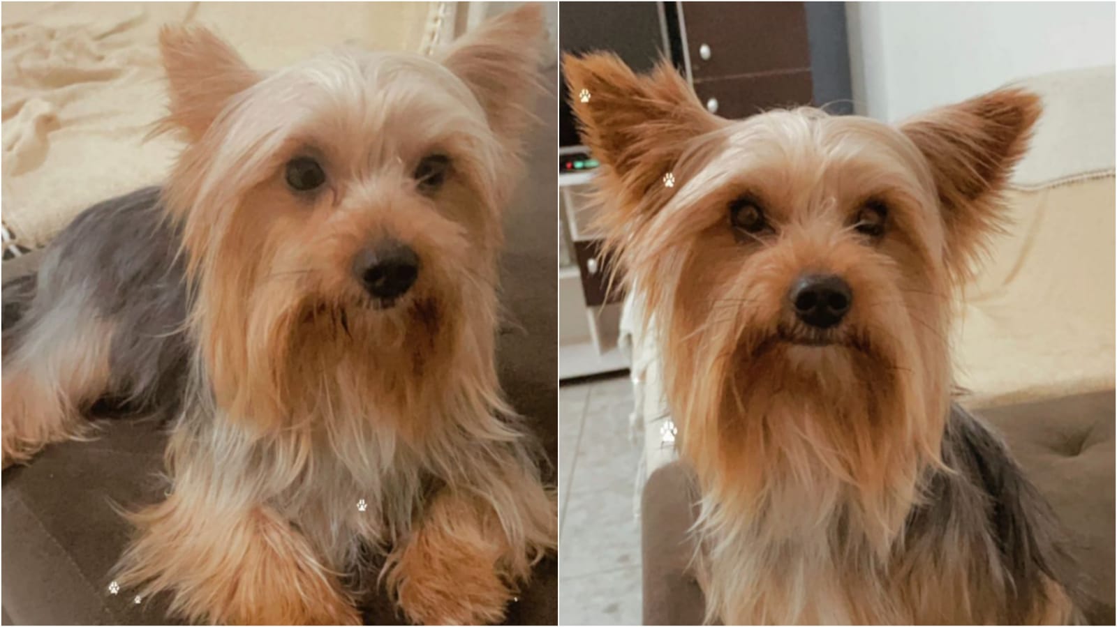 Cachorrinho de estimação desaparece em Patos e dona faz apelo para quem encontrar