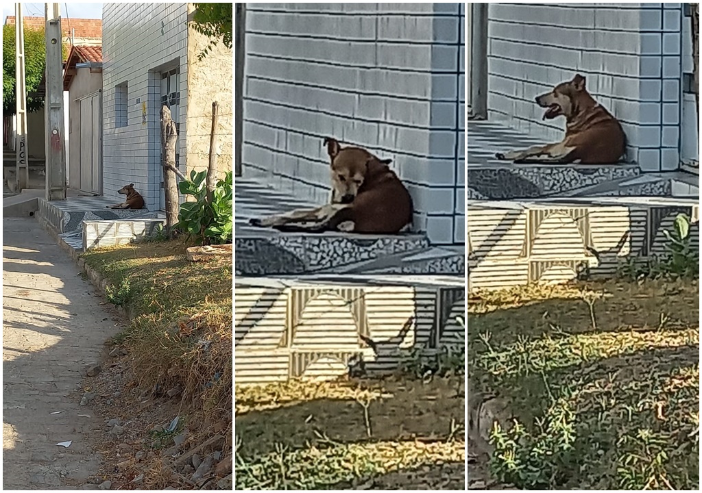 Popular denuncia que cachorro de rua está atacando pessoas no Bairro do Jatobá em Patos