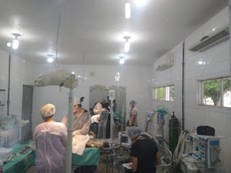 Mutirão de castração de animais de rua é realizado em Patos