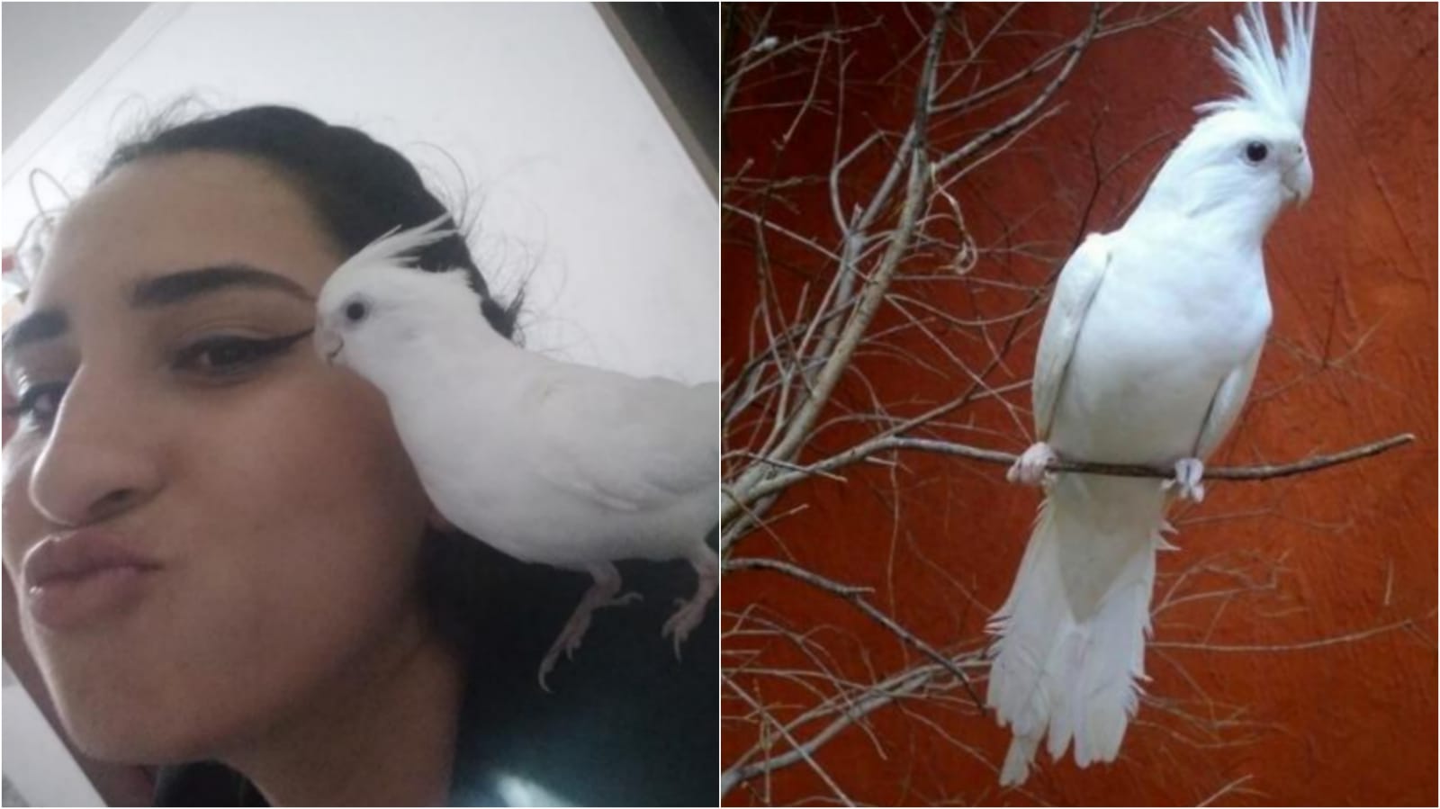 Mulher pede ajuda para encontrar calopsita desaparecida em Patos