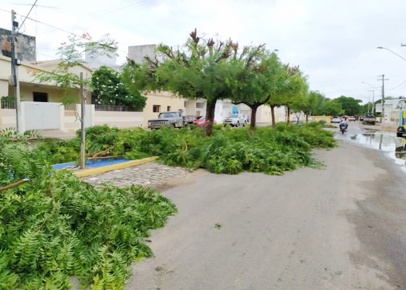 Instalação de ecopontos para recolher restos de podas de árvores é cobrada em Patos. Ouça