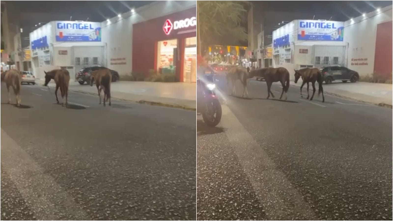 Internauta flagra animais transitando em plena via pública na noite desta quarta-feira (08), no centro de Patos