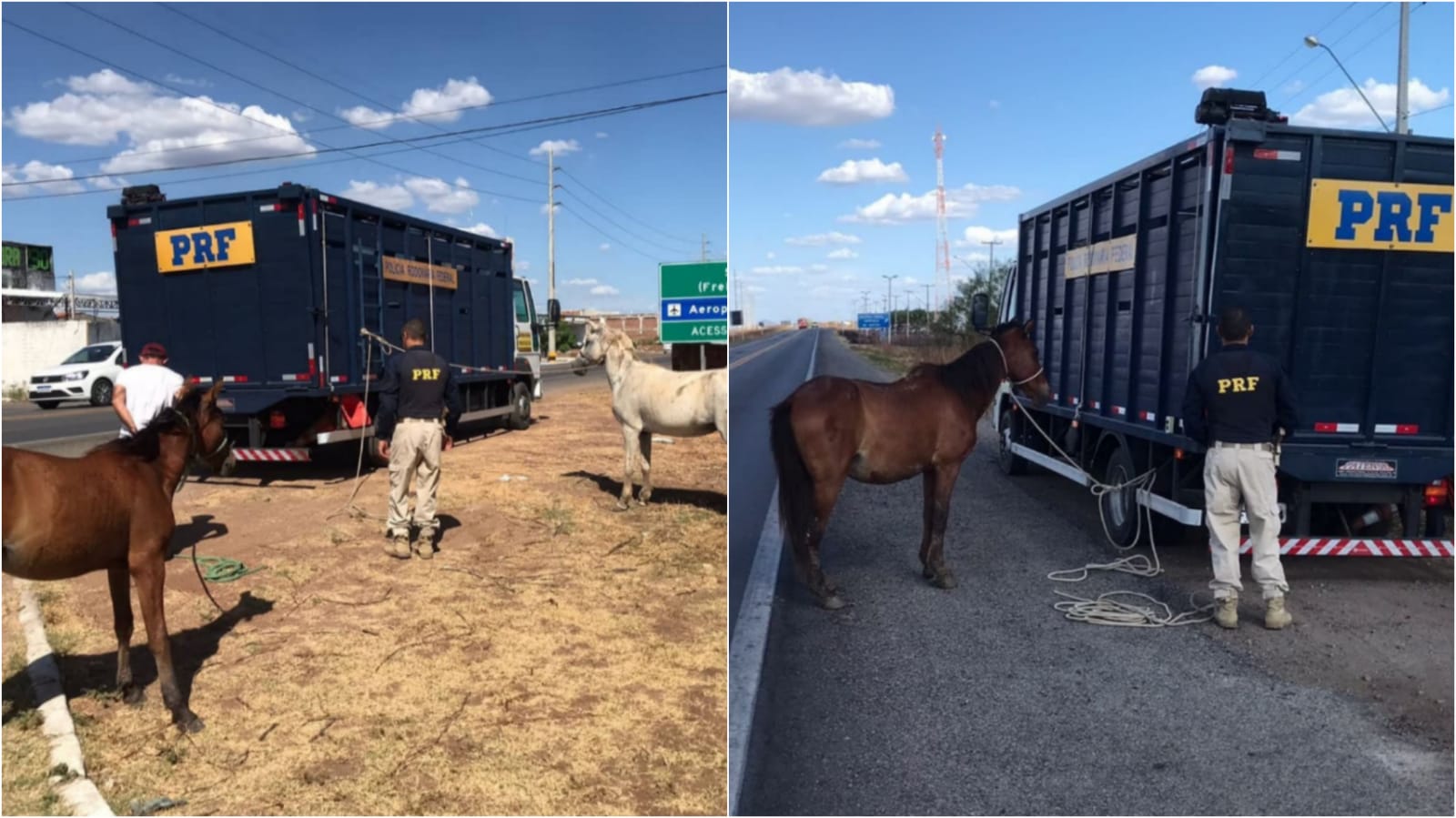 PRF recolhe animais que estavam soltos às margens da BR-230, entre Patos e Sousa