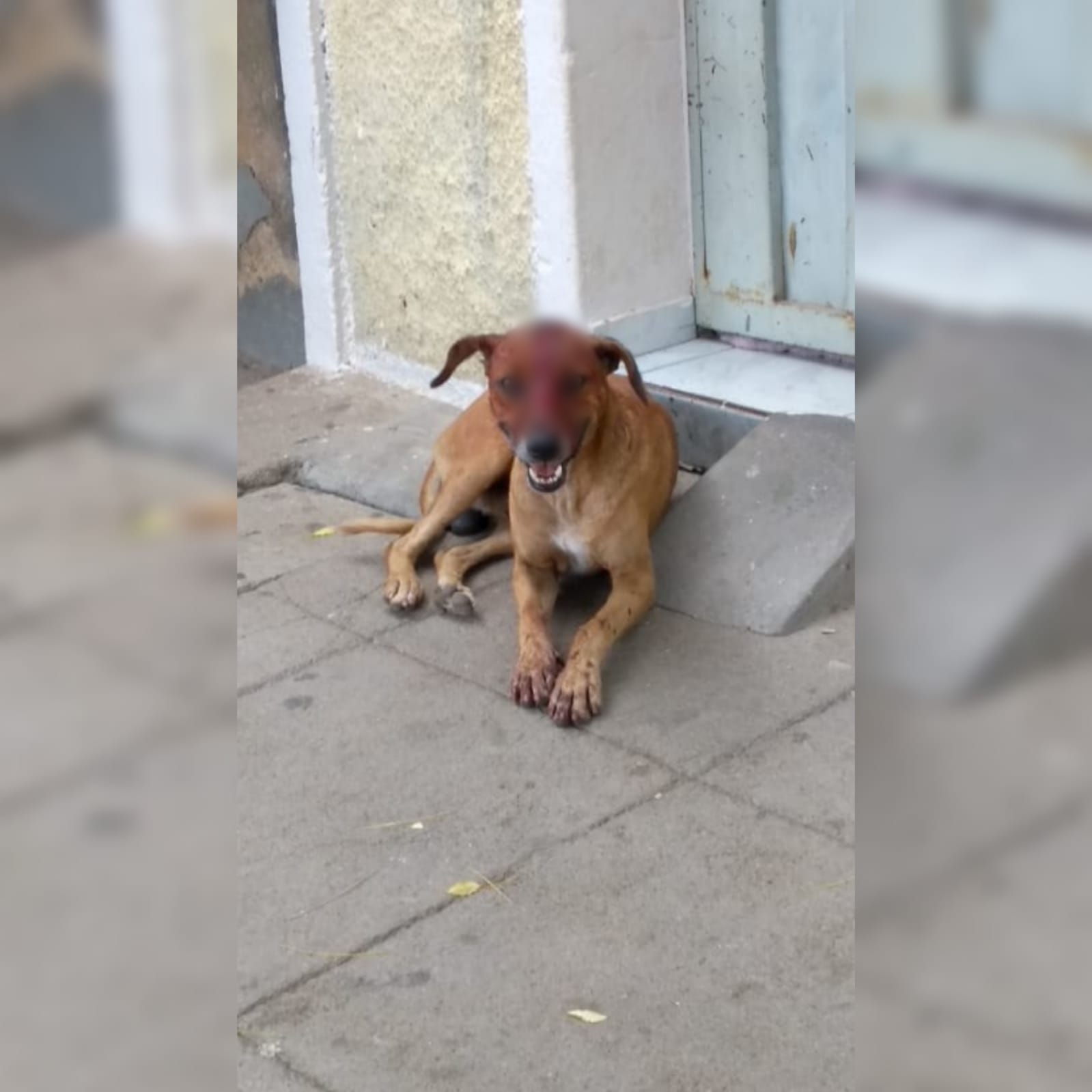 Internauta procura Patosonline e diz que cachorro foi abandonado com ferimento na cabeça em bairro de Patos