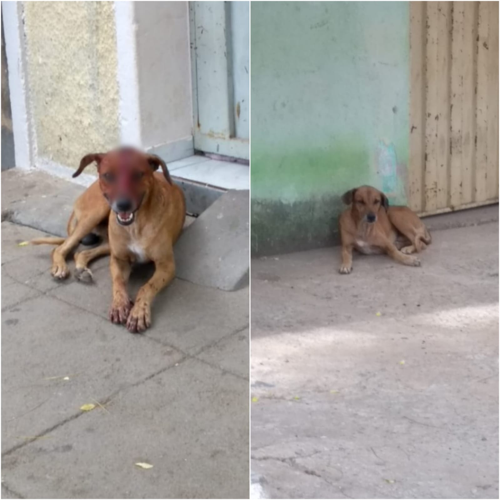 Internauta diz que cachorro abandonado com ferimento na cabeça em bairro de Patos, não foi recolhido por nenhum órgão