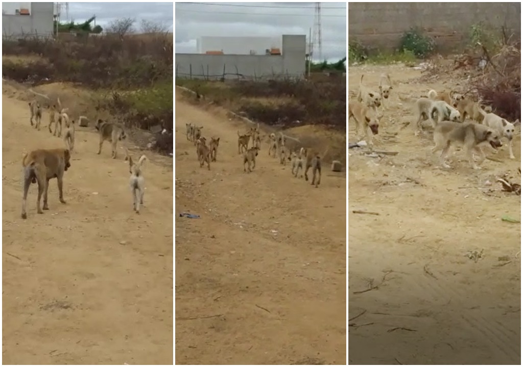 Moradores denunciam grande quantidade de cães espalhados pelas ruas e causando problemas; Veja vídeo