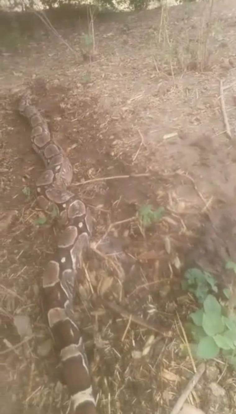 Populares resgatam cobra Jiboia que estava em área de vegetação consumida por incêndio, na zona rural de São José do Bonfim
