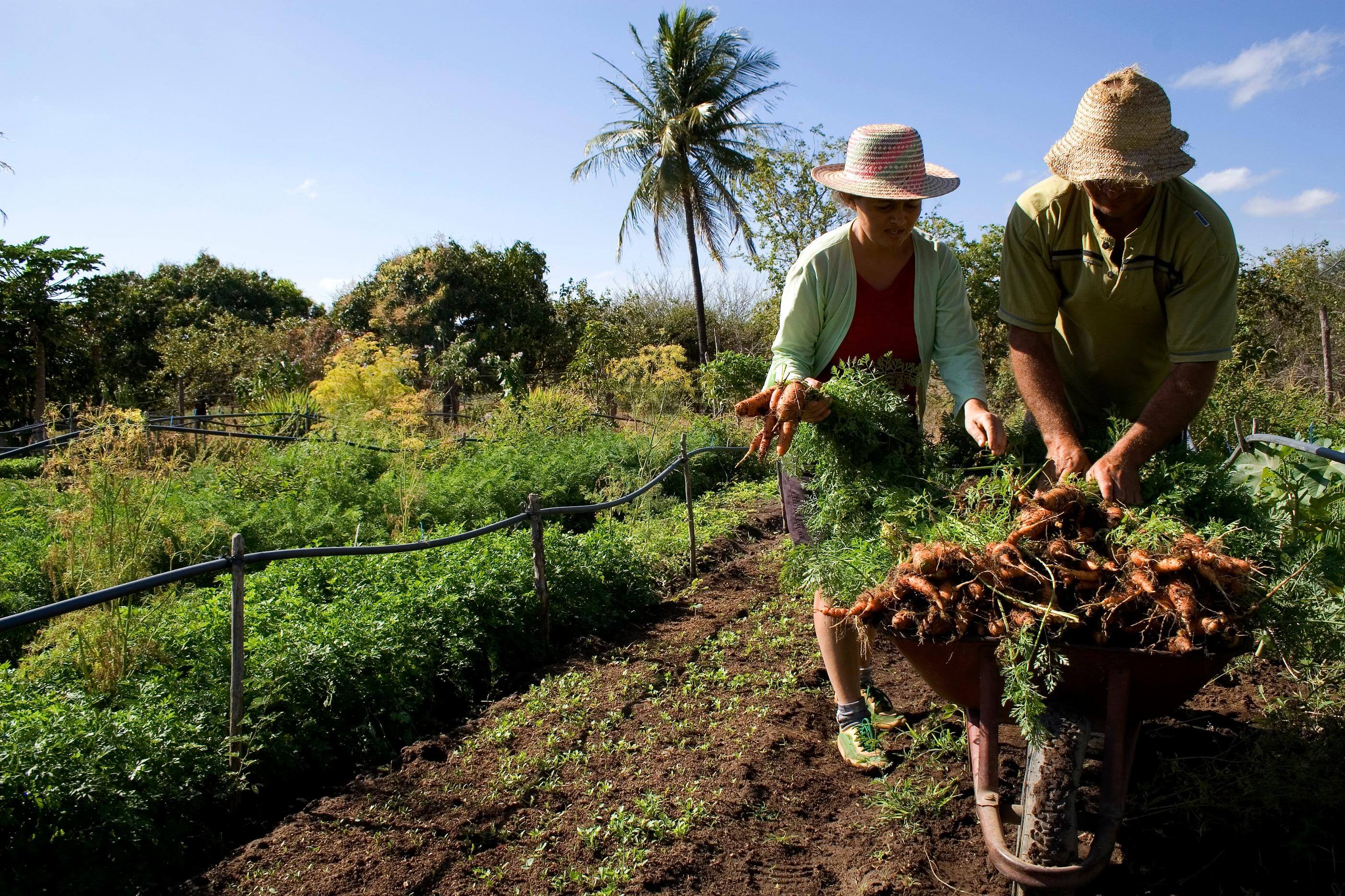 Após 5 anos, 178 agricultores do município de Catingueira estão aptos para receber o Garantia-Safra