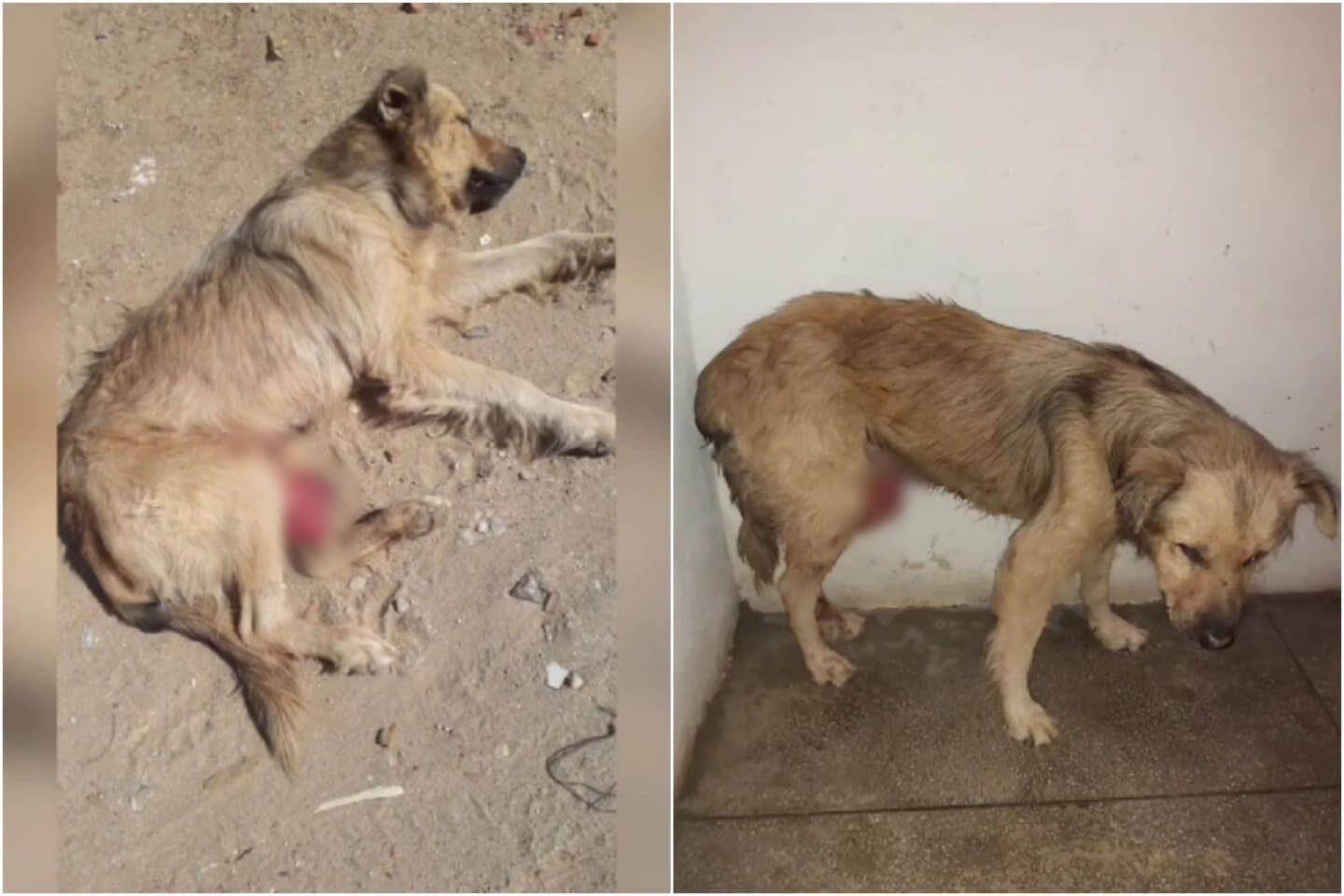 ONG Adota Patos inicia campanha para tratamento de cachorrinho diagnosticado com tumor