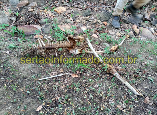Bombeiros encontram ossada humana em cidade do Sertão
