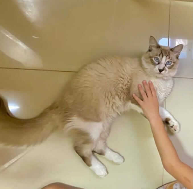 Gato de estimação desaparece em Patos e dono faz apelo para quem encontrar