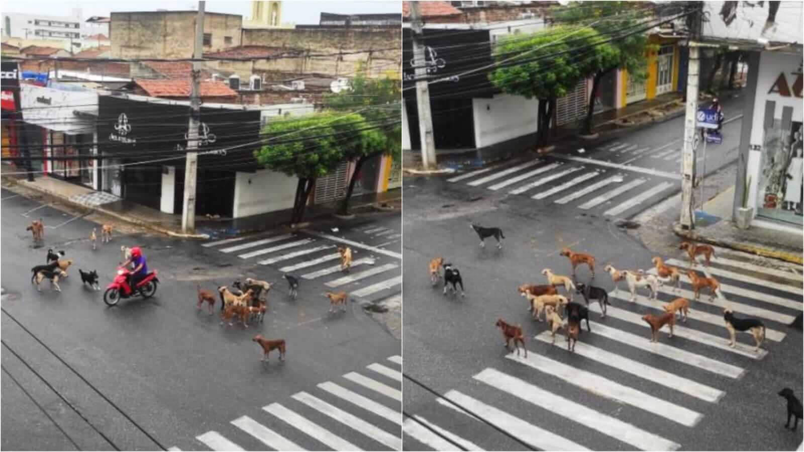 Cães perambulando em pleno Centro de Patos na manhã desta segunda-feira (27), chama atenção dos populares