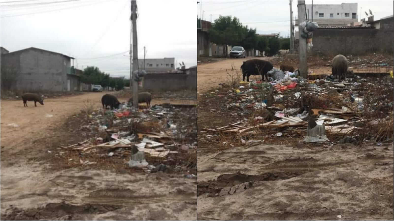 Internauta flagra animais se alimentando de lixo espalhado na rua, no bairro Santa Clara, em Patos, e pede que empresa responsável instale coletores no local