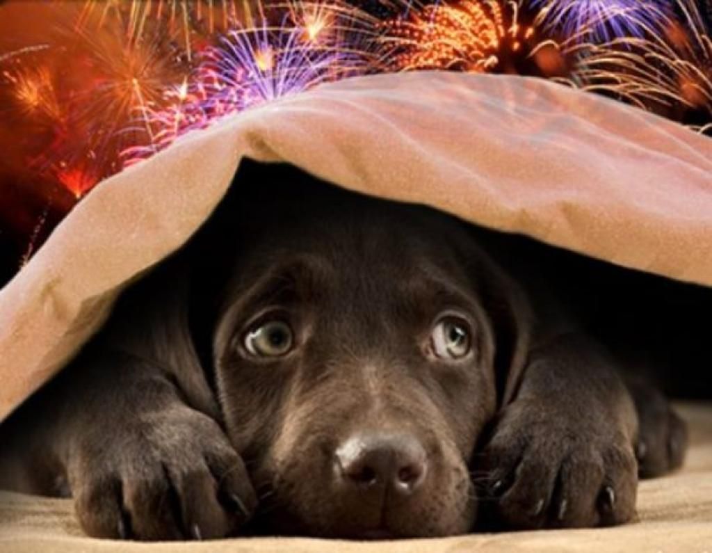 Entenda por que fogos de artifício assustam cachorros e gatos