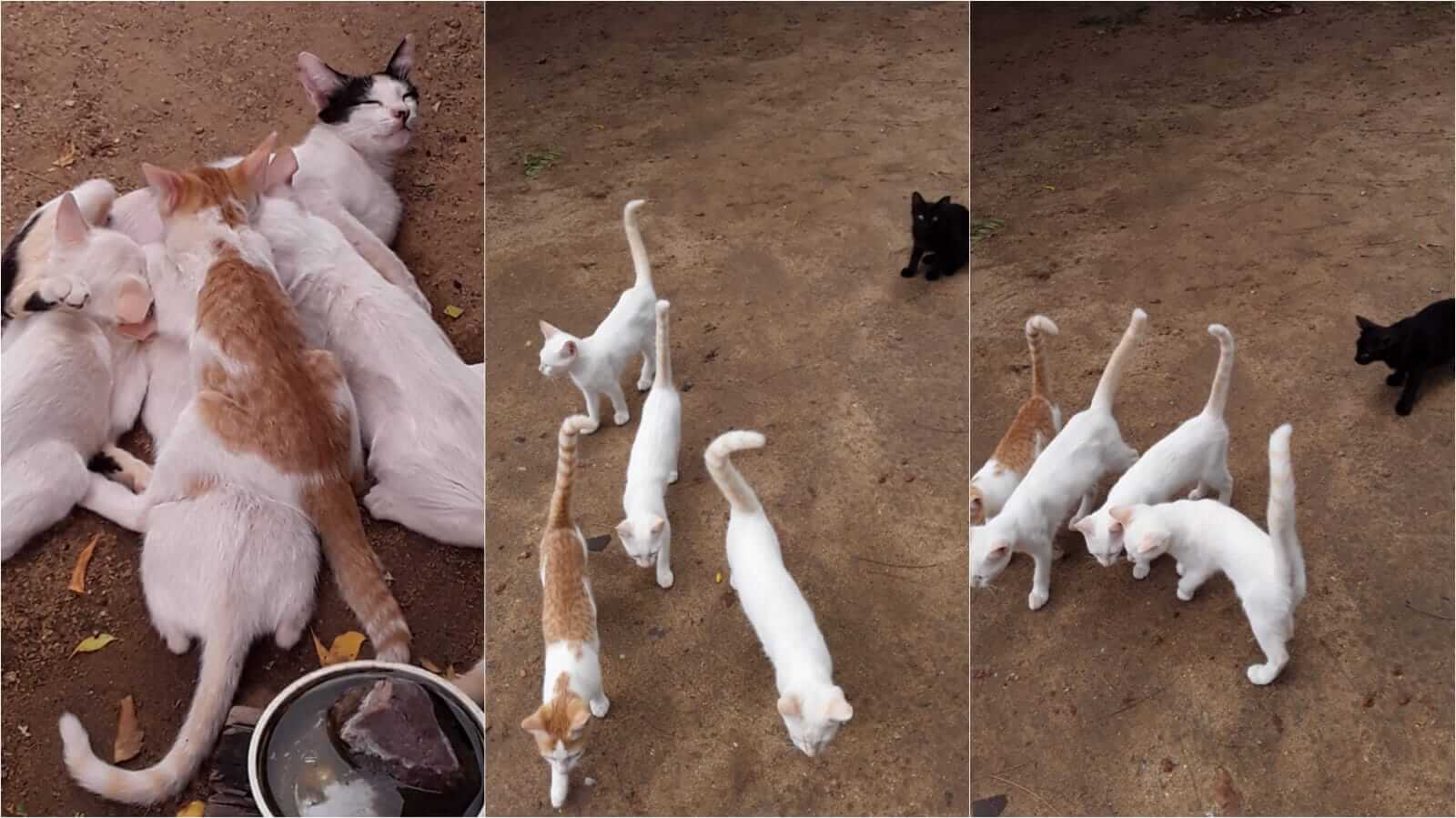 Internauta denuncia que população está soltando gatos às margens da BR-361, em Santa Terezinha-PB