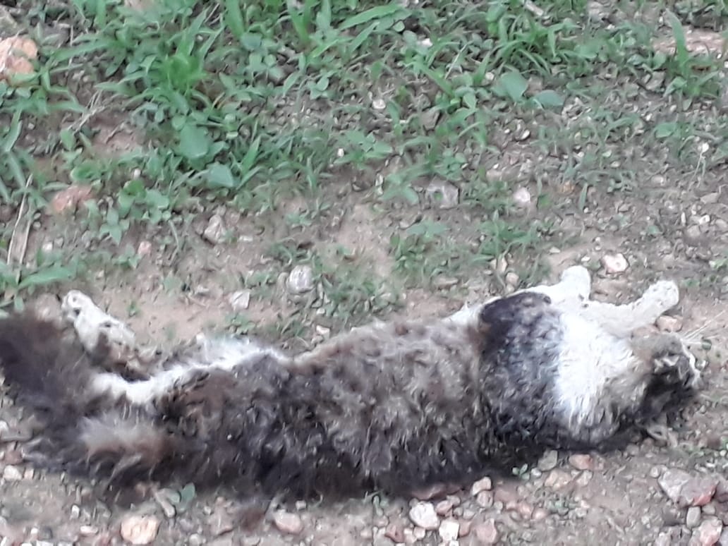 Morador do município de Várzea volta a denunciar matança indiscriminada de gatos