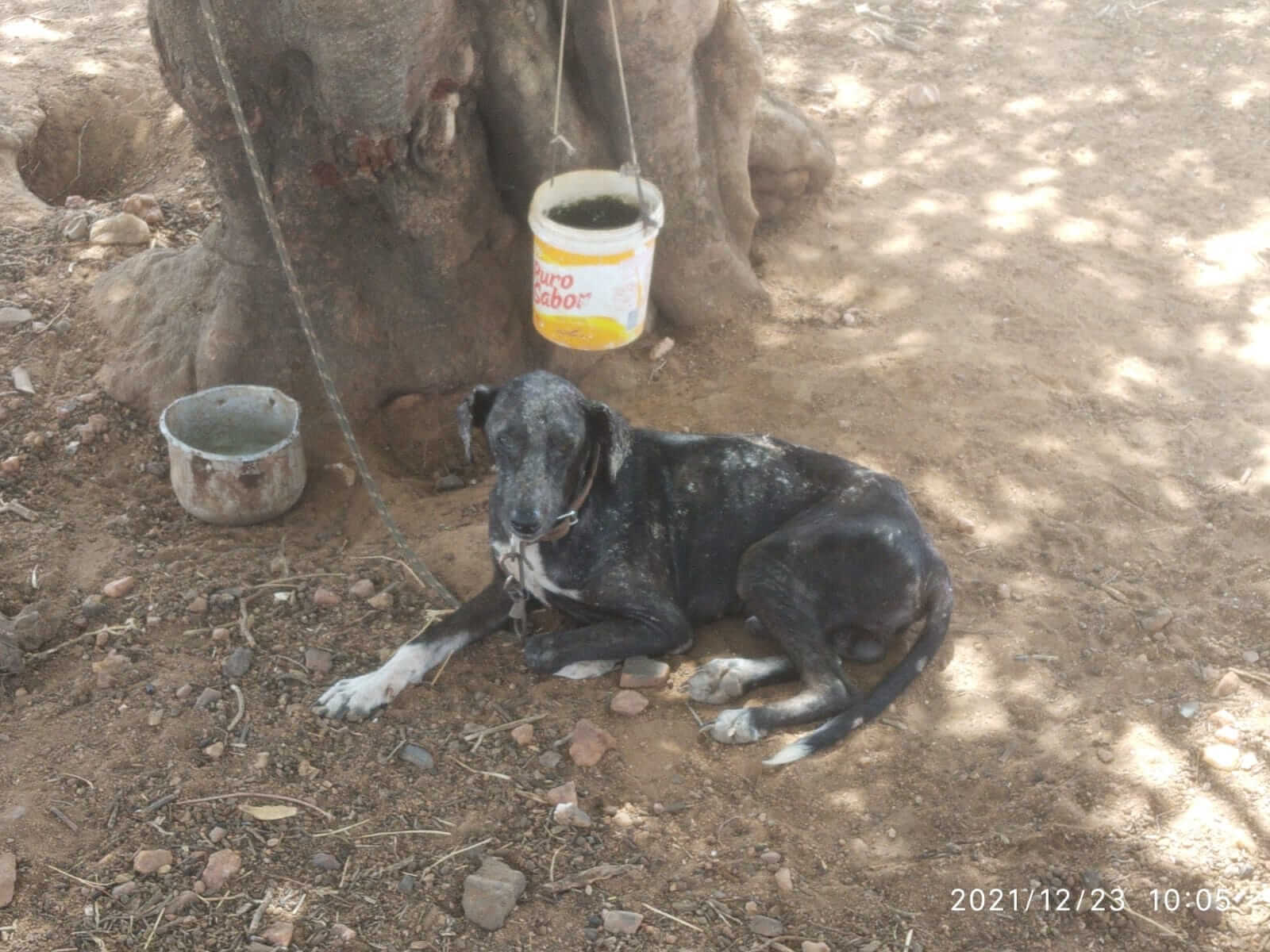 Vereador de Vista Serrana denuncia que cachorro está com Calazar e prefeitura não tem veterinário