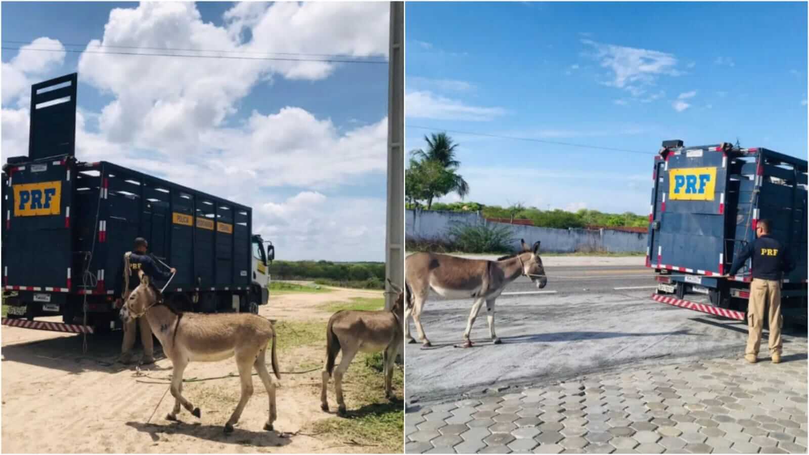 PRF recolheu mais de 220 animais soltos em rodovias federais paraibanas nos primeiros dias de 2022, principalmente no Sertão