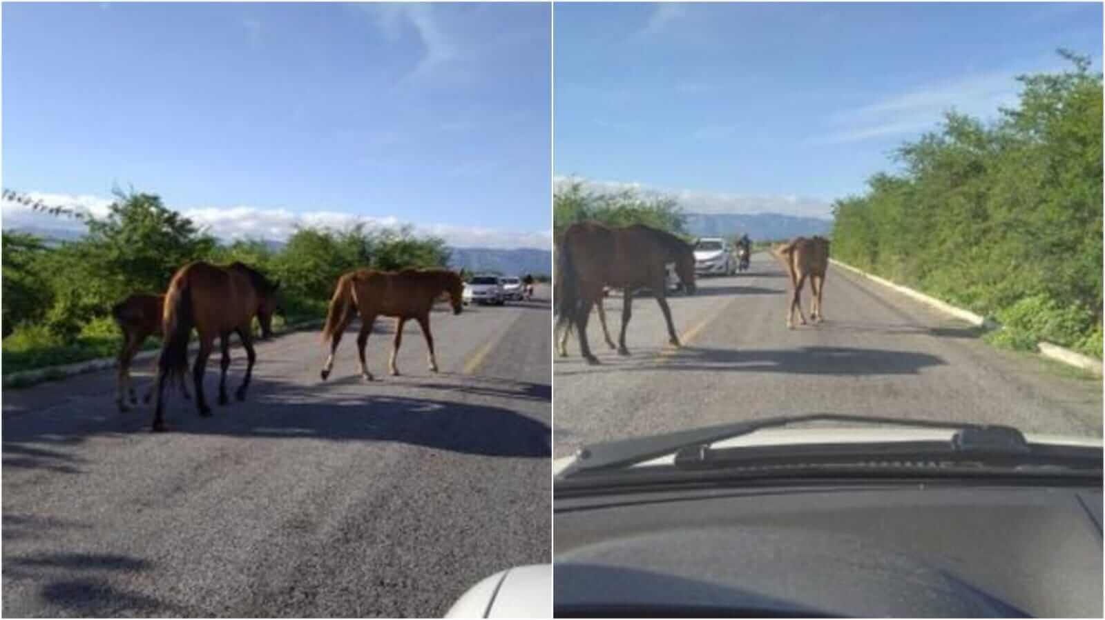 Internauta flagra animais transitando na rodovia PB-262, entre Patos e São José do Bonfim