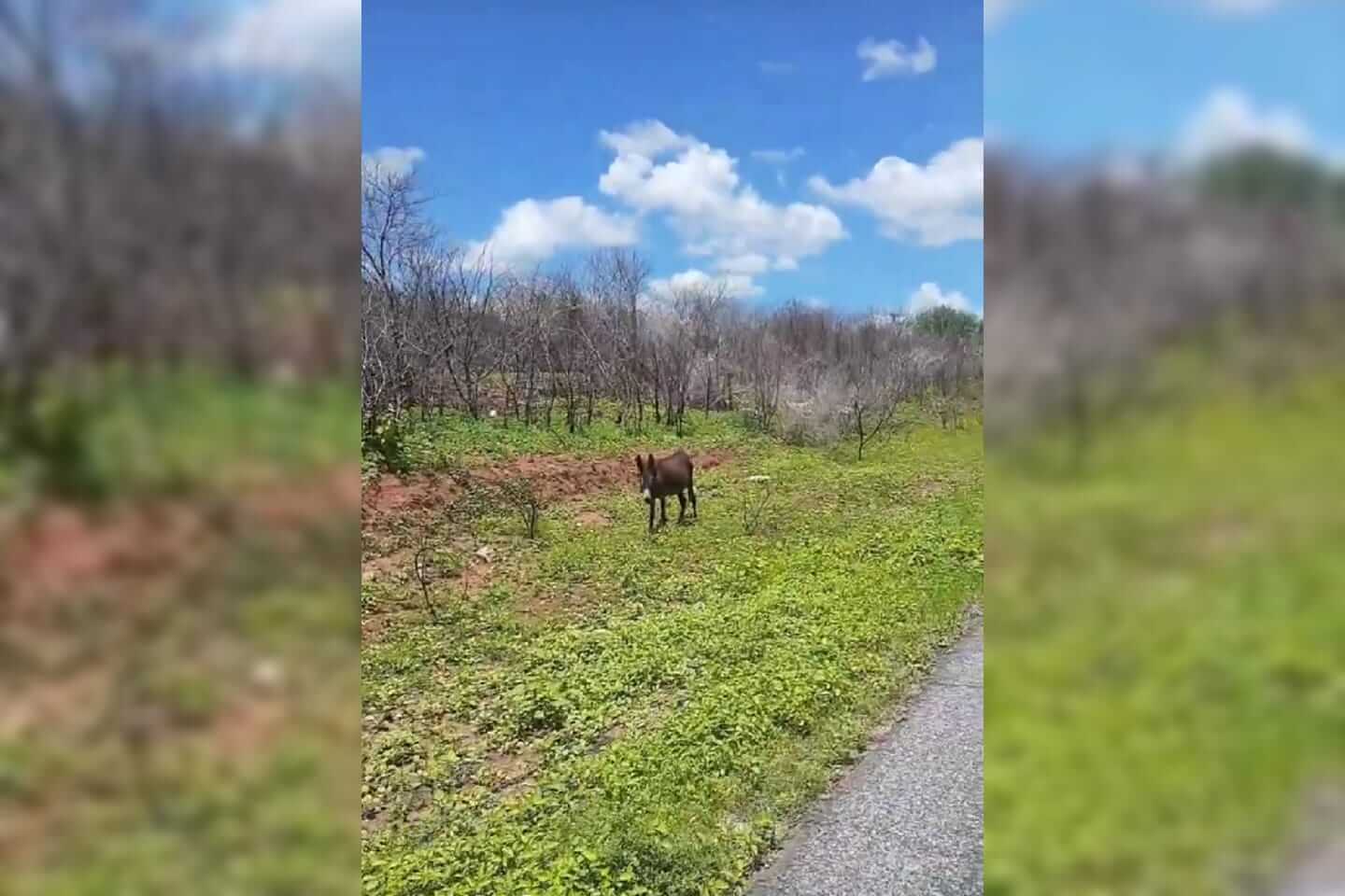 Internauta denuncia animais soltos às margens da PB-276, entre São José do Bonfim e Mãe d'Água