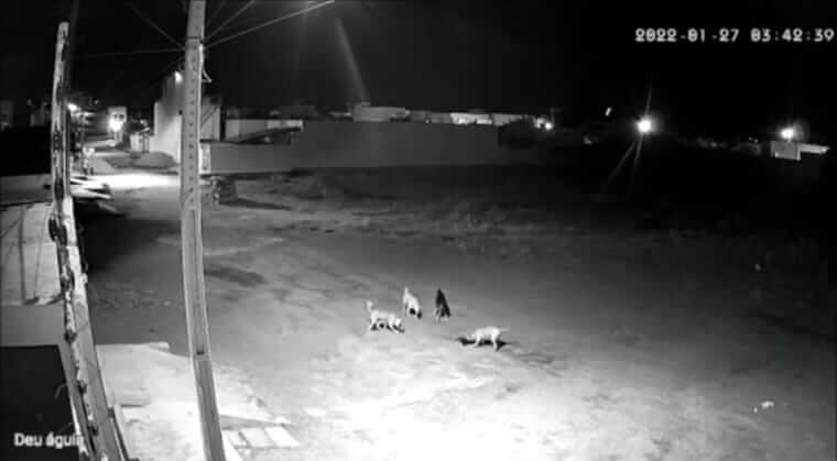 Assustador: cães de rua atacam e devoram cachorro da raça pinscher, em Patos