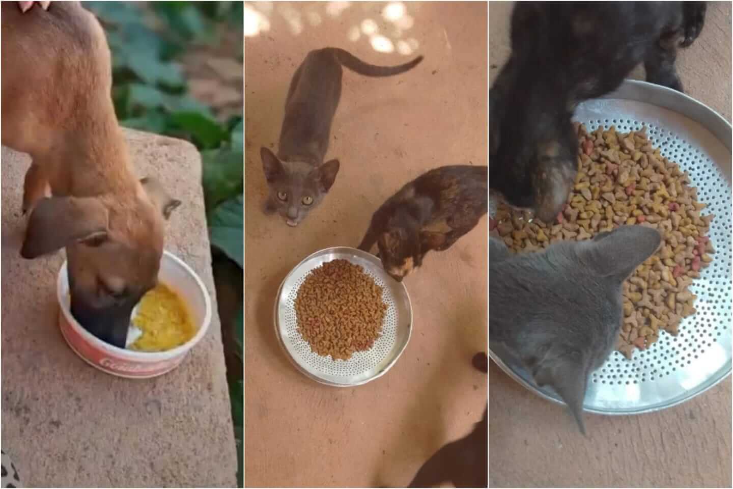 Jovem que cuida e alimenta animais de rua aqui em Patos, está realizando campanha para compra de alimentos. Veja como contribuir