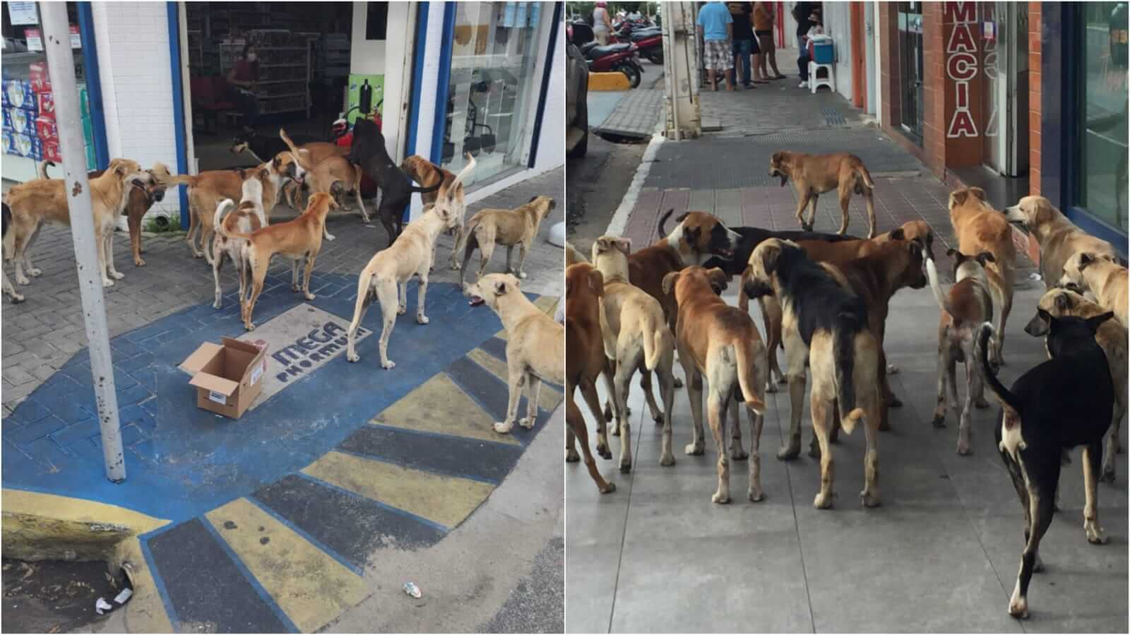 Internauta se assusta com quantidade de cães de rua na tarde deste sábado (29), no Centro de Patos