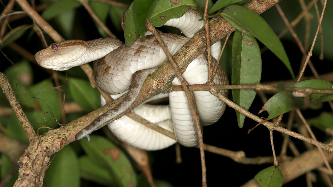 Nova espécie de Jararaca é descoberta no Pico do Jabre, em Matureia, por pesquisadores da UFCG