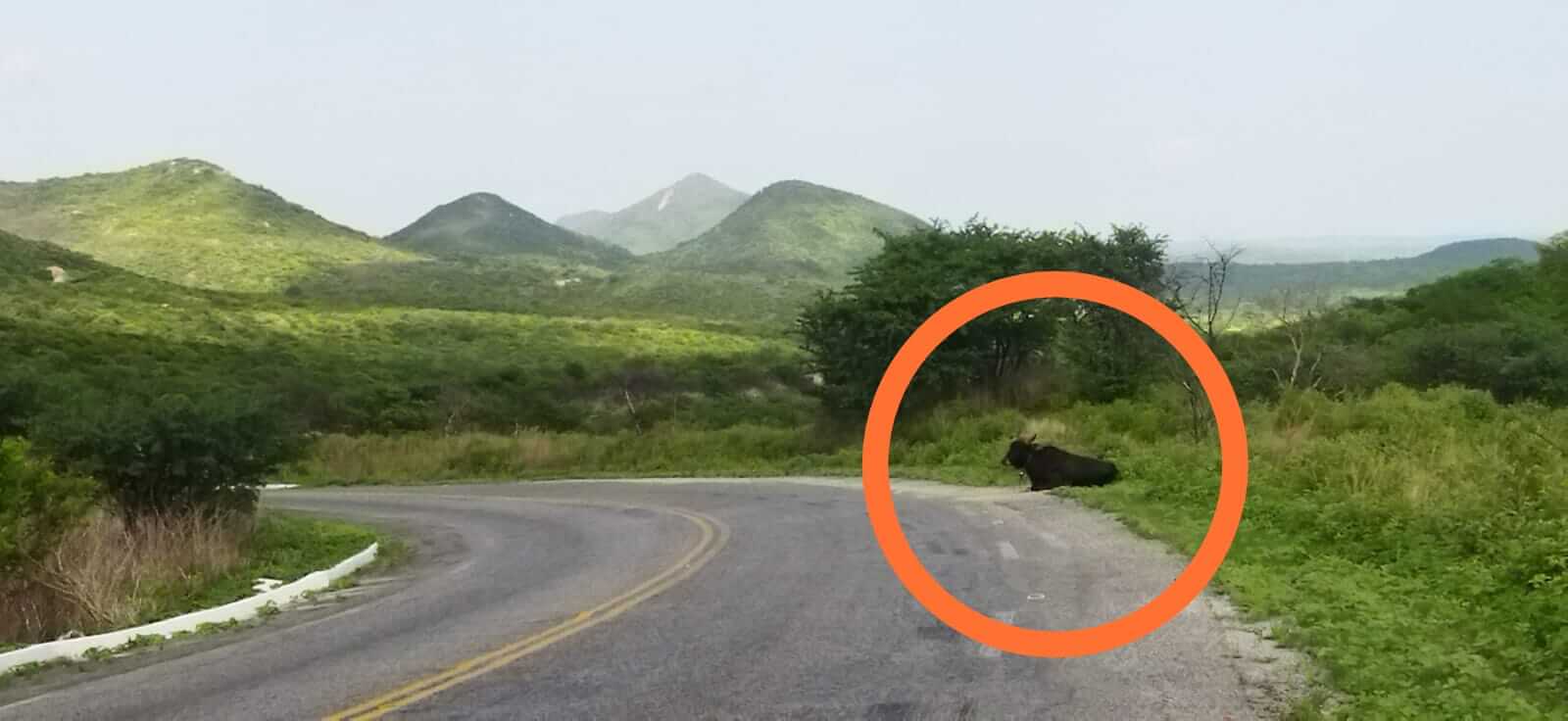 Internauta denuncia animais soltos há mais de 15 dias ao longo da rodovia na Serra de Teixeira