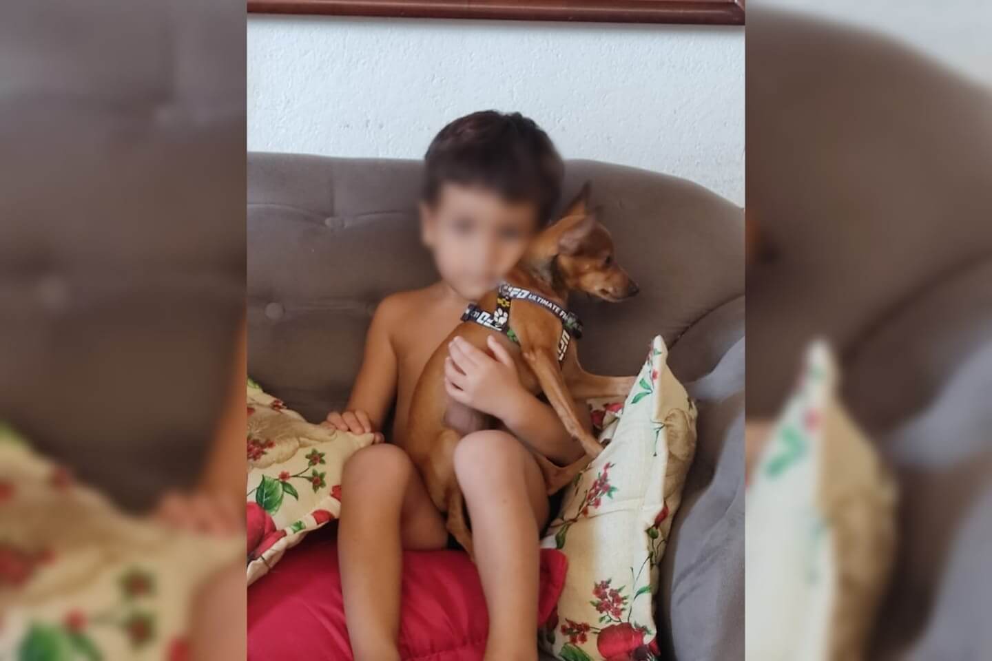 Após anúncio do Patosonline, cachorro de estimação da raça Pinscher é encontrado e faz criança feliz