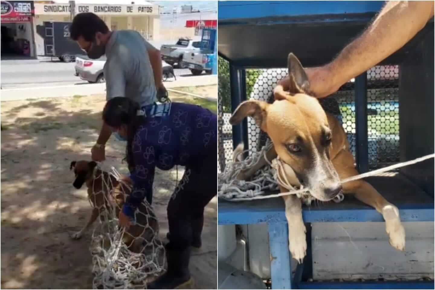 Canil Municipal de Patos está recolhendo cadelas no cio para iniciar procedimento de castração