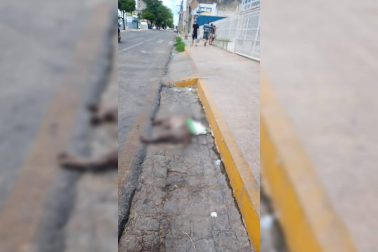 Cachorro morto em frente à Câmara Municipal de Patos preocupa moradores e vizinhos
