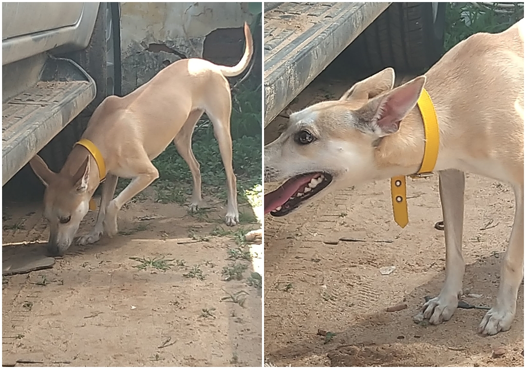 Cadela bem cuidada e assustada aparece em estacionamento no Centro de Patos. Veja