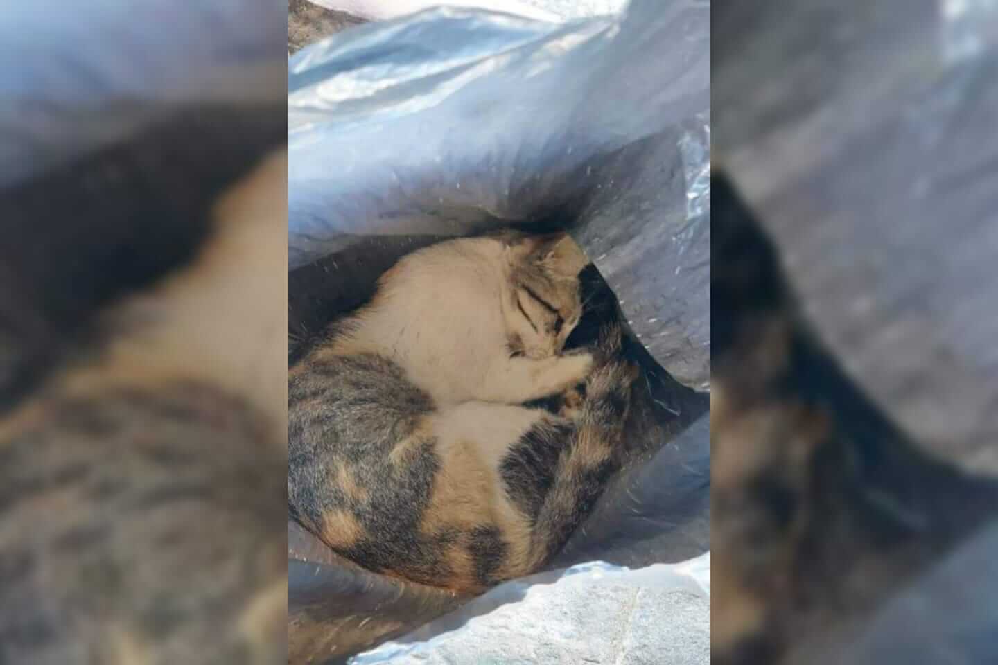 Internauta denuncia matança de gatos por envenenamento no bairro Santo Antônio, em Patos
