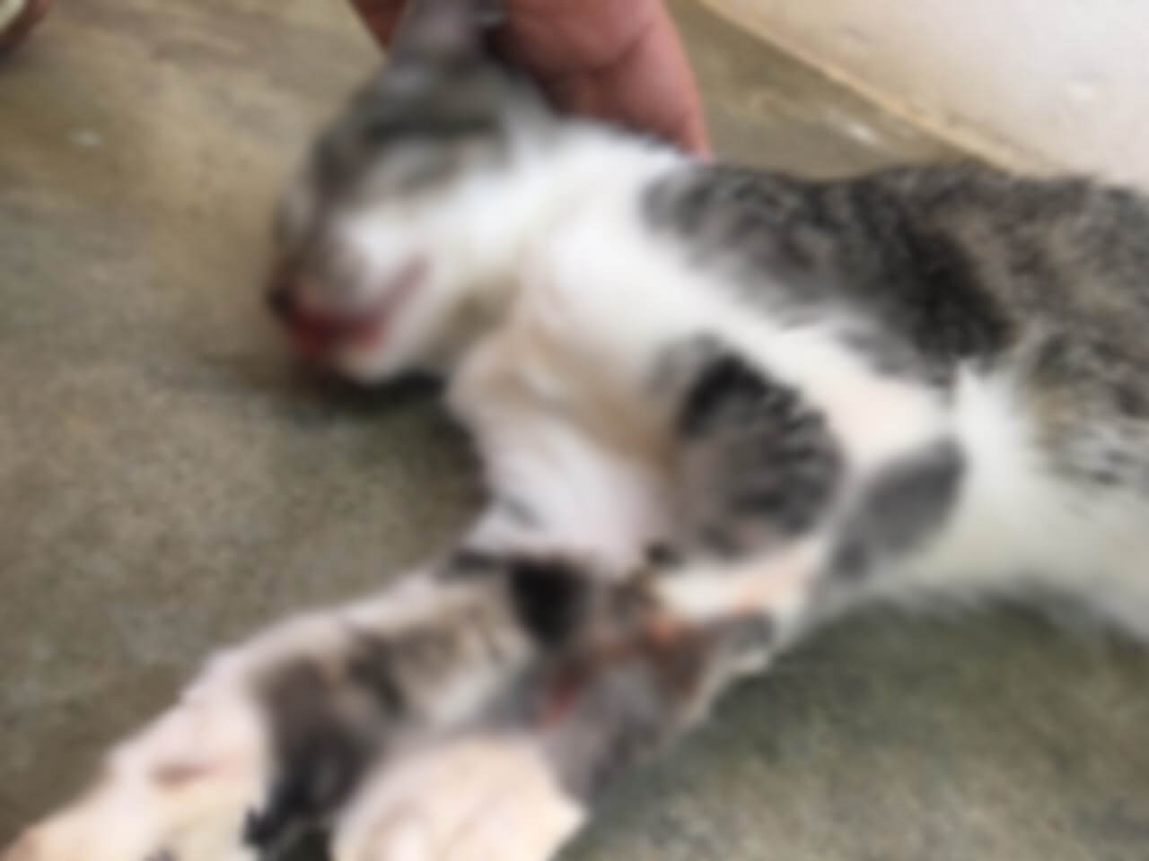 Mais um bairro de Patos tem registro de matança de animais; moradores denunciam crueldade