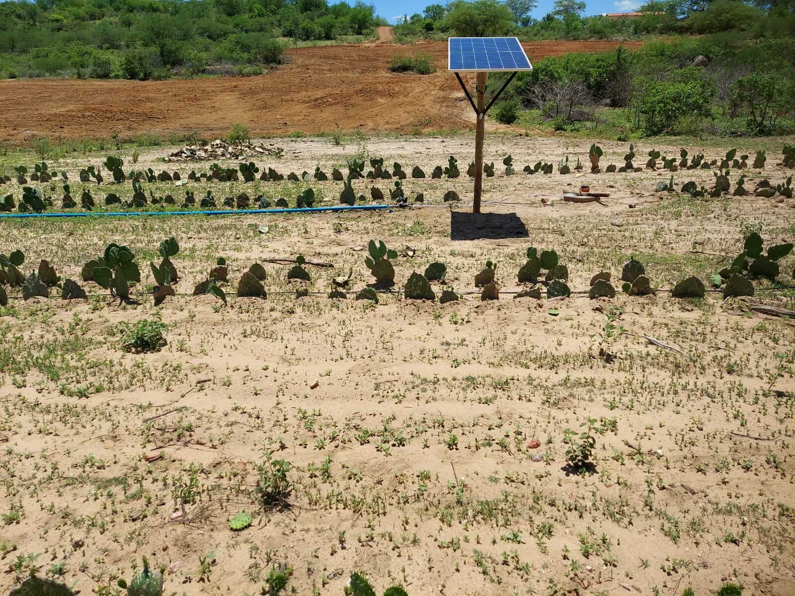 Município de Passagem desenvolve projeto experimental com palma forrageira através de convênio com Governo do Estado