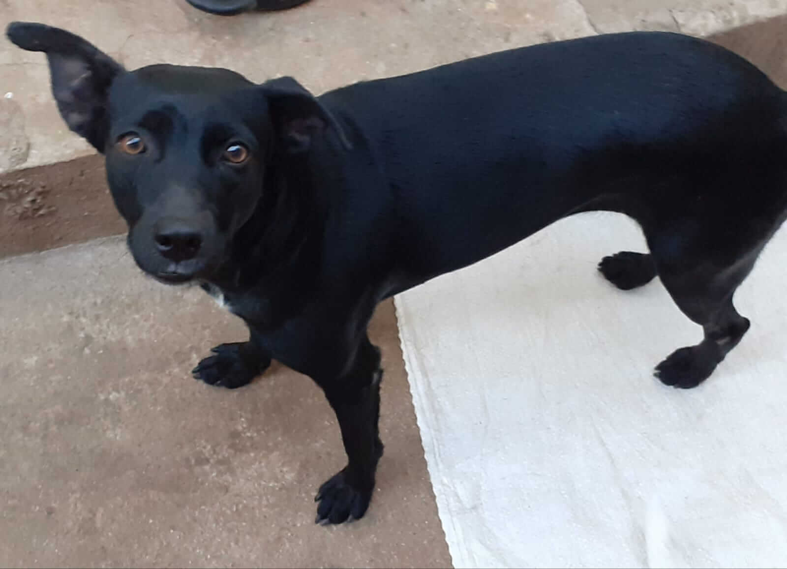 Cadela está desaparecida e proprietária faz apelo para reencontrá-la. Veja