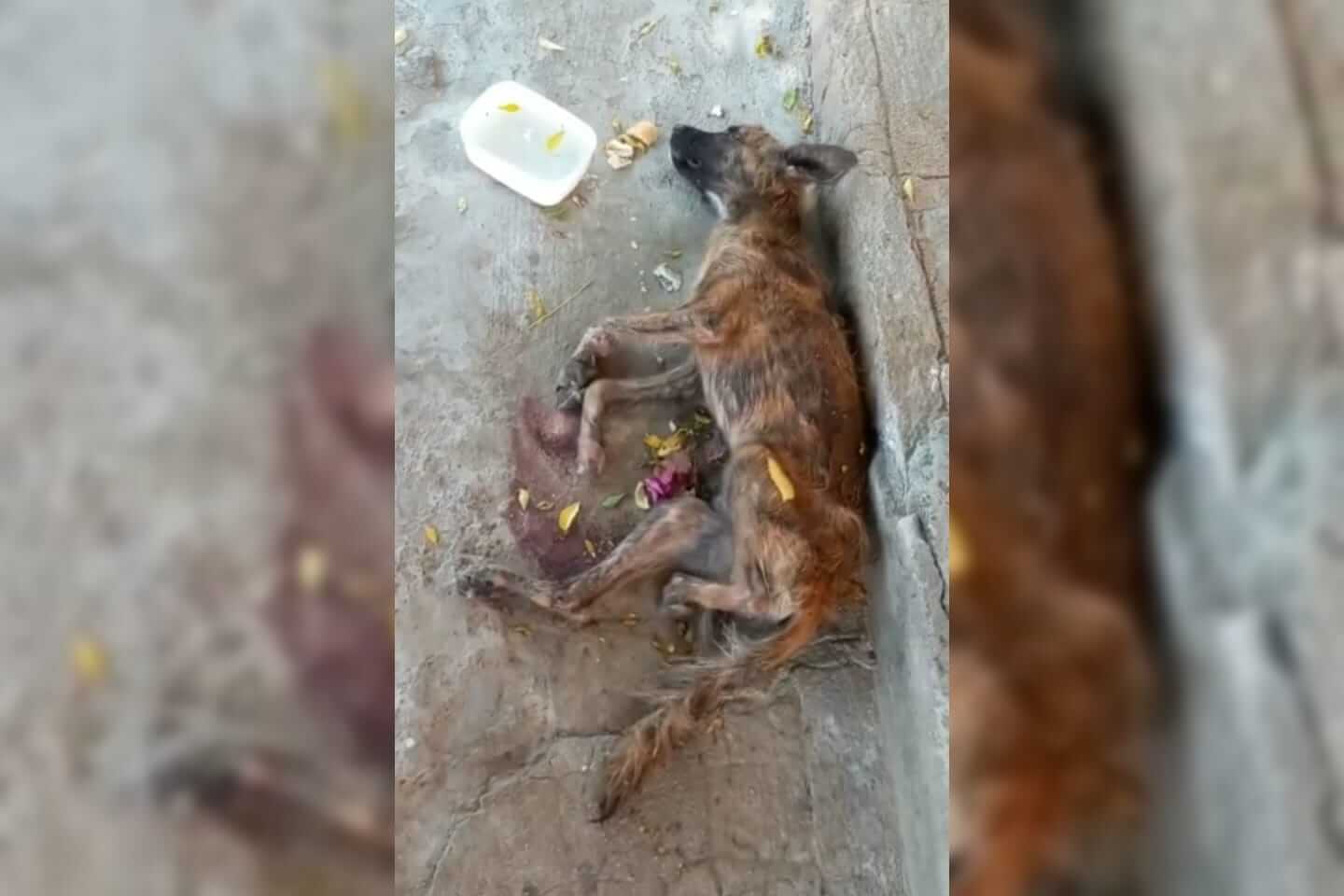 Internauta procura Patosonline.com e faz apelo à Prefeitura para que recolha cachorro de rua que está agonizando em calçada, no bairro do Jatobá