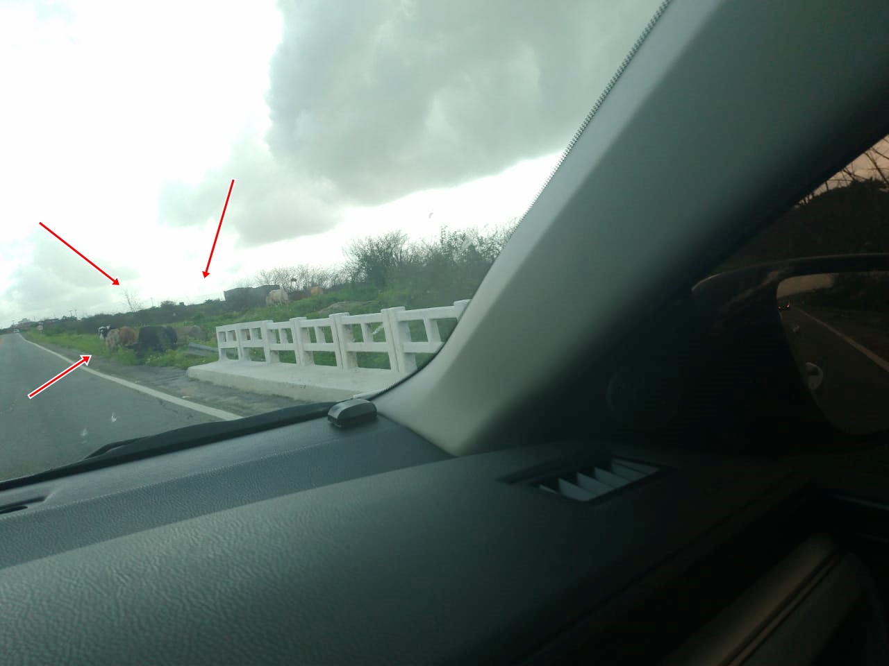 Flagrante: Equipe do Patosonline.com faz registro de vários bovinos pastando às margens de rodovia federal na região de Patos