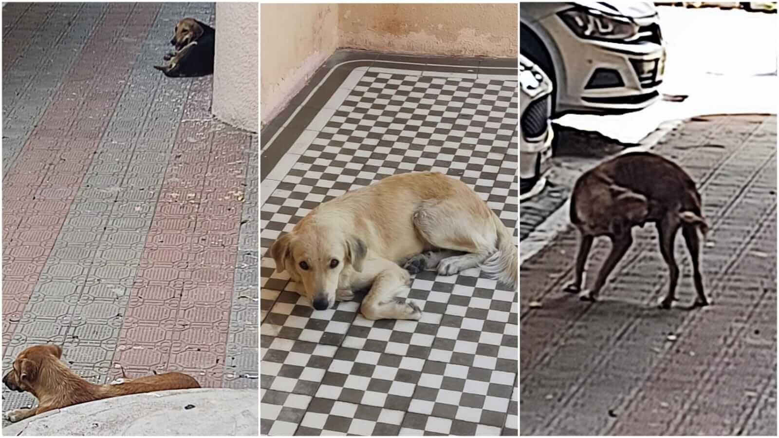 Cidadãos voltam a reclamar de cães pelas ruas e denunciam risco de novos ataques; veja imagens