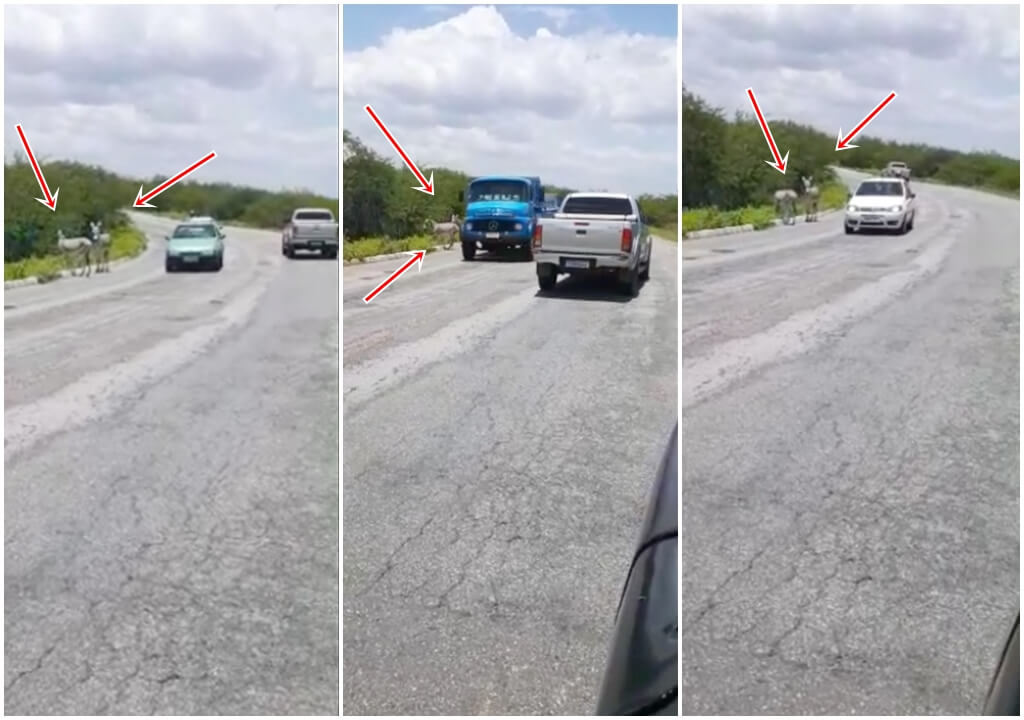 Cidadão faz registro de jumentos às margens de rodovia entre Patos e São José do Bonfim, e alerta motoristas que utilizam o trecho. Veja o vídeo
