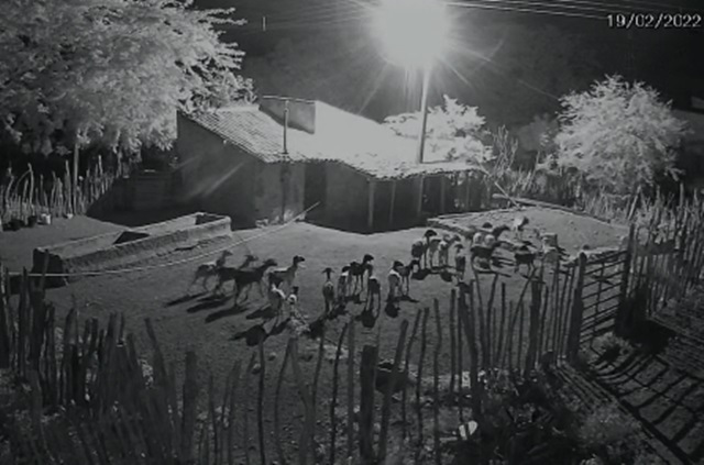 Câmera de segurança mostra momento que ladrão rouba animal de curral, no Alto Sertão da Paraíba