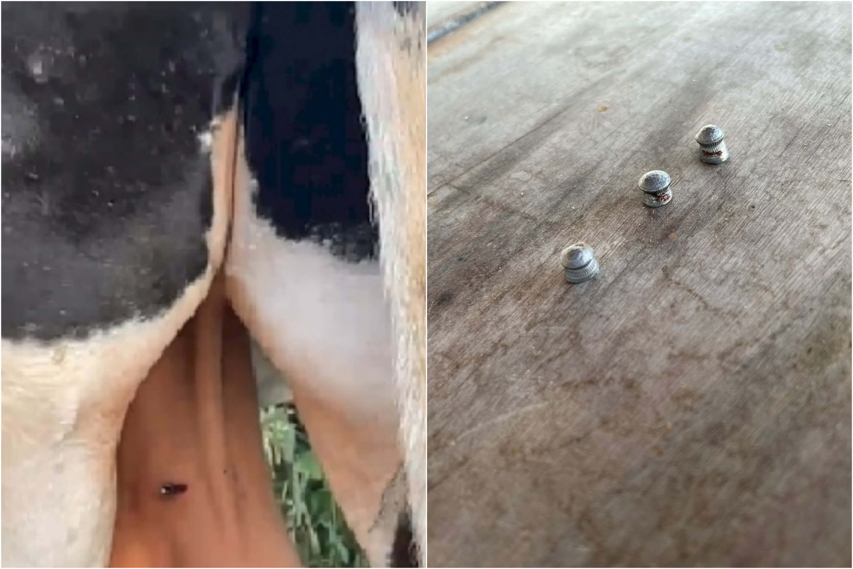 Mistério: Gado é alvejado com tiros de espingarda de chumbinho, em cidade no Vale do Piancó