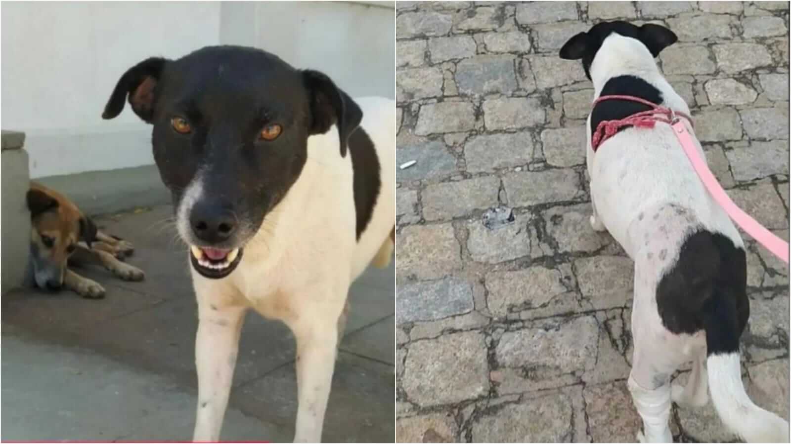 Cachorro foge de Hospital Veterinário da UFCG, em Patos, e dona faz apelo para quem souber de alguma informação