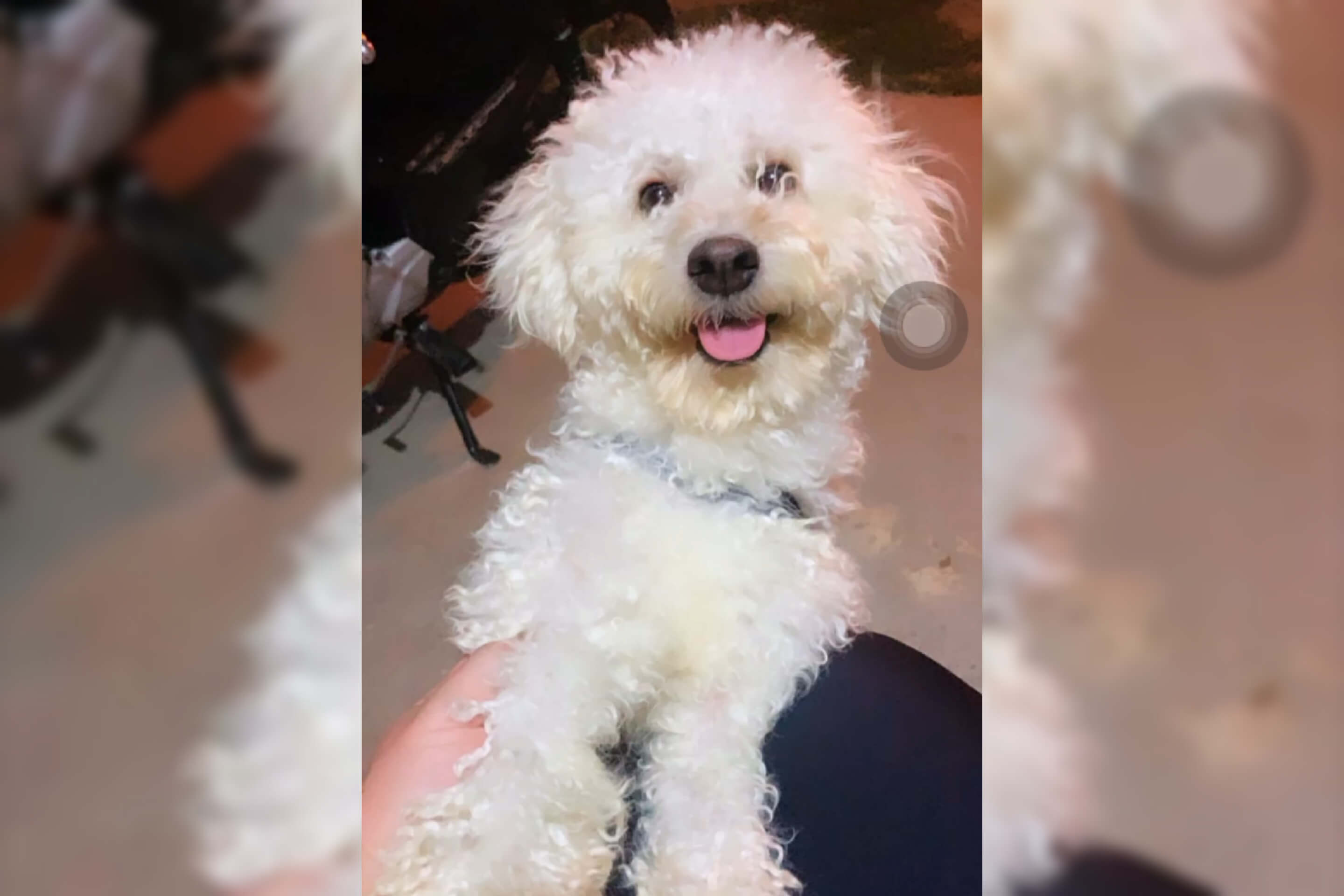 Jovem procura cachorro de estimação que está desaparecido há 3 dias em Patos, e faz apelo para quem souber de alguma informação