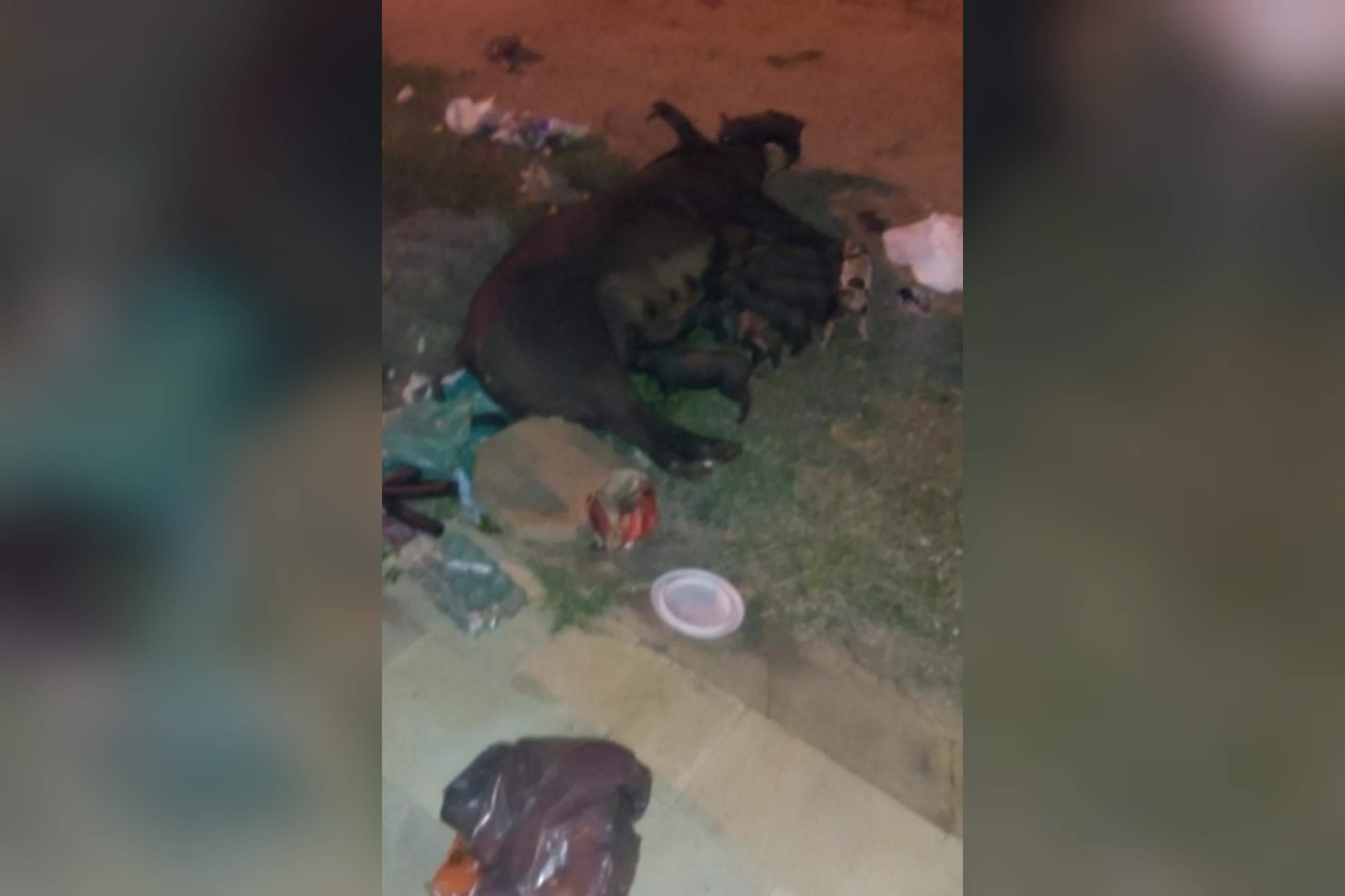 Internauta denuncia porca que está espalhando lixo no bairro Morada do Sol, em Patos, e cobra providências da vigilância sanitária