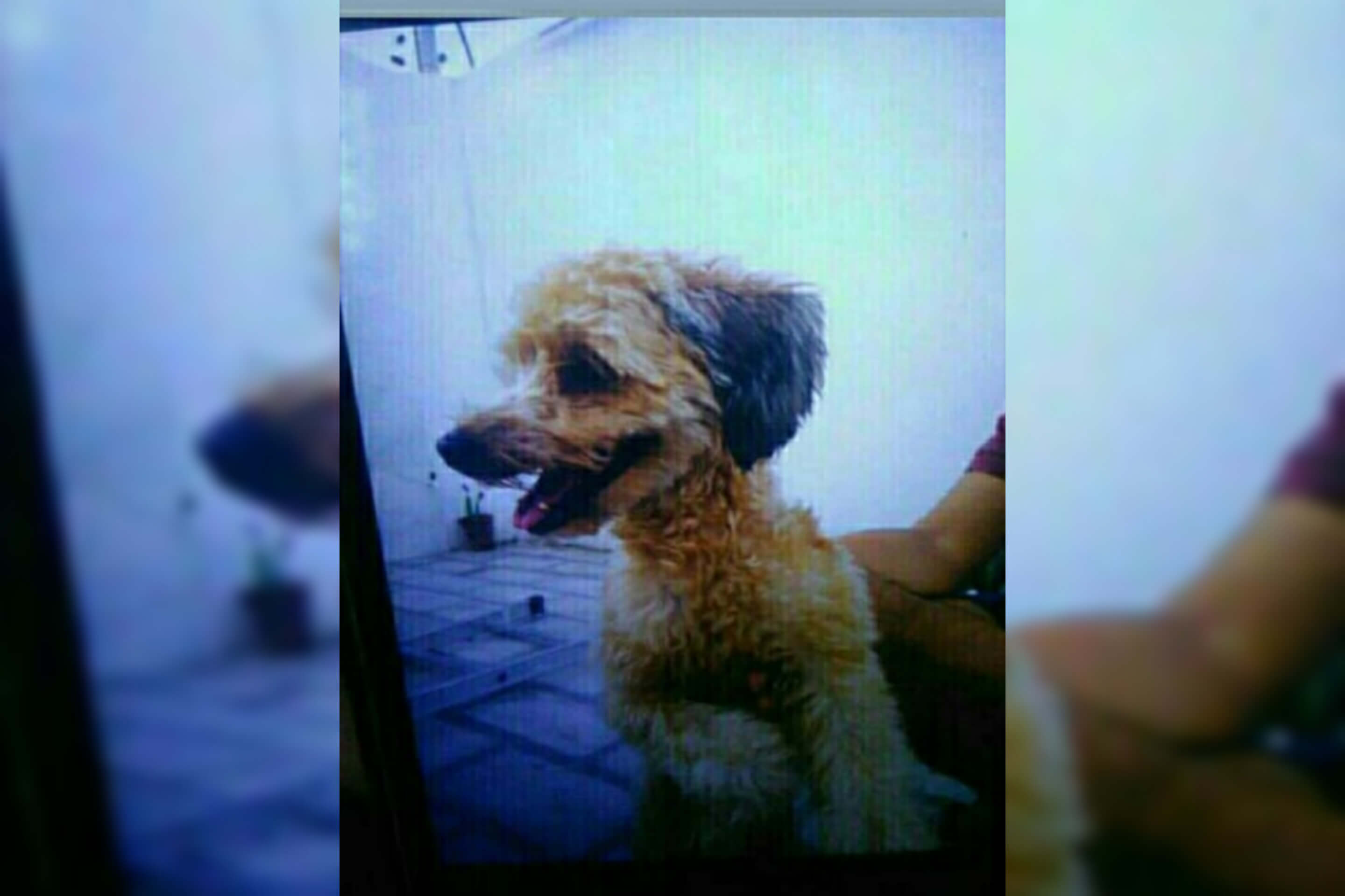 Internauta procura cachorrinho de estimação que desapareceu na tarde desta sexta-feira (11), em Patos